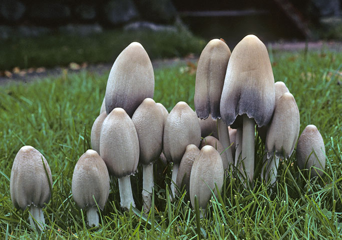 Coprinopsis atramentaria